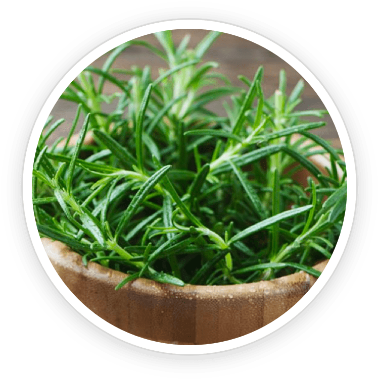 Rosemary