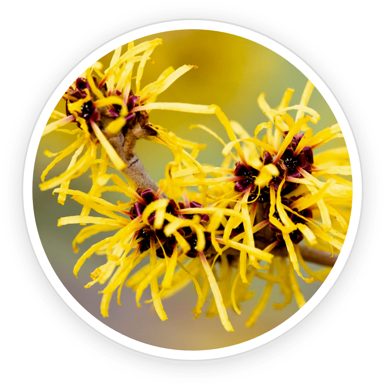 Witch Hazel